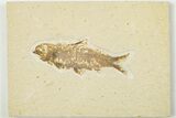 3" Detailed Fossil Fish (Knightia) - Wyoming - #201543-1